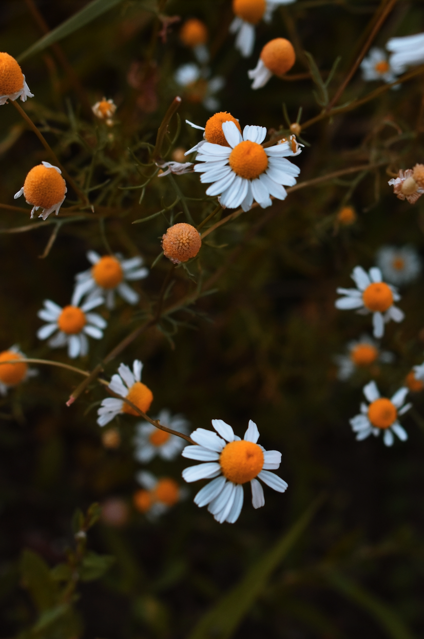 67 Chamomile Fun Facts